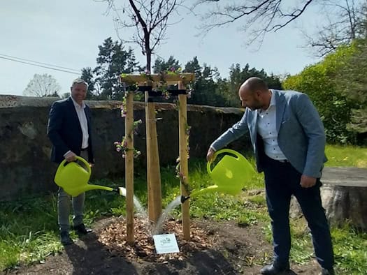 Bürgermeister Rico Pfeiffer (links) und Torsten Gräfe (OSKD) gießen gemeinsam mit neongrünen Gießkannen eine junge, von Holzpfählen gestützte Eiche im Schlosspark Hermsdorf. Die Szene zeigt das Engagement für den Erhalt des historischen Landschaftsgartens bei Ottendorf-Okrilla unter sonnigem Frühlin