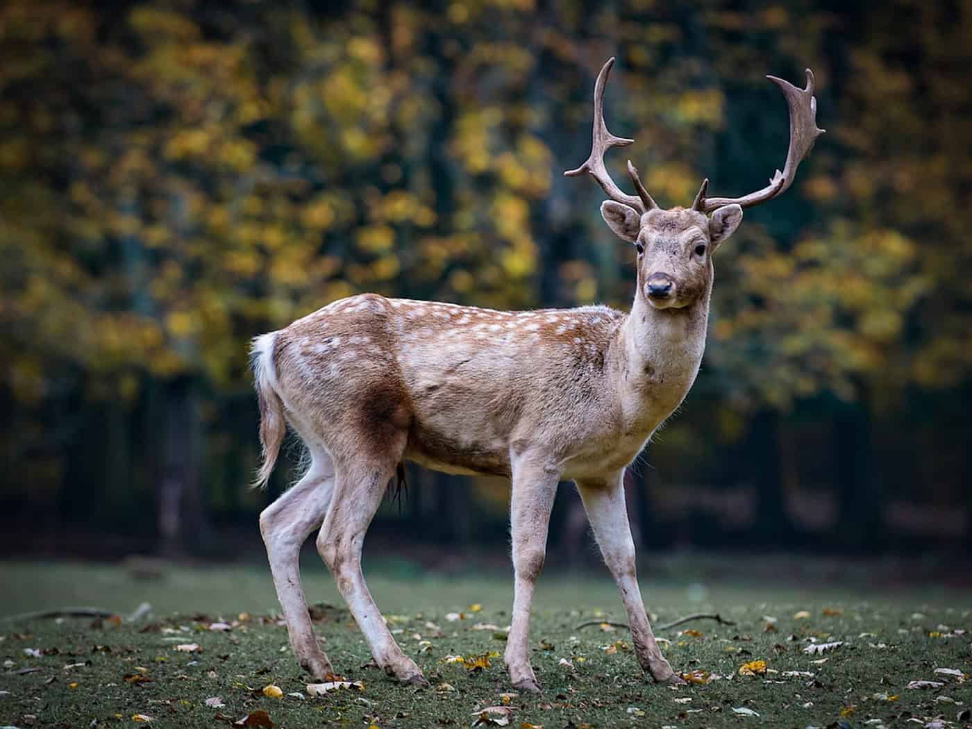 Landesweite Waldjugendspiele starten in Röderaue