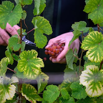 Sachsens Winzer trotzen Bundestrend – Ernte wieder stabil