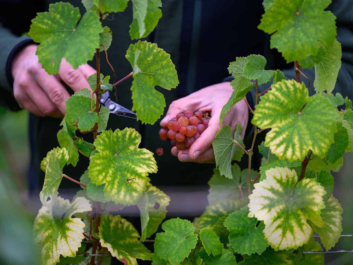 Vinaři v Sasku vzdorují spolkovému trendu - úroda je opět stabilní