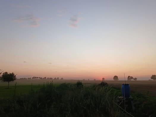 Foto: Blick über Wiesen und Felder mit einzelnen Bäumen in der Ferne bei Morgendämmerung, leichter Nebel am Boden
