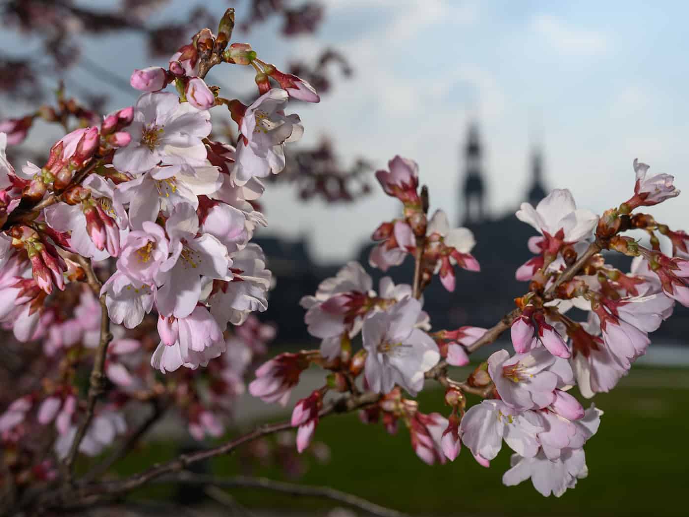 So lange hält sich das sonnige Frühlingswetter in Sachsen