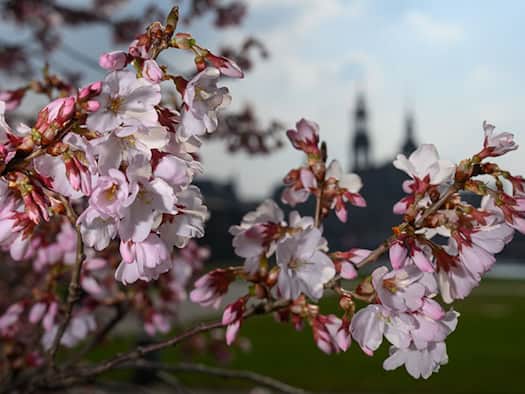 So lange hält sich das sonnige Frühlingswetter in Sachsen