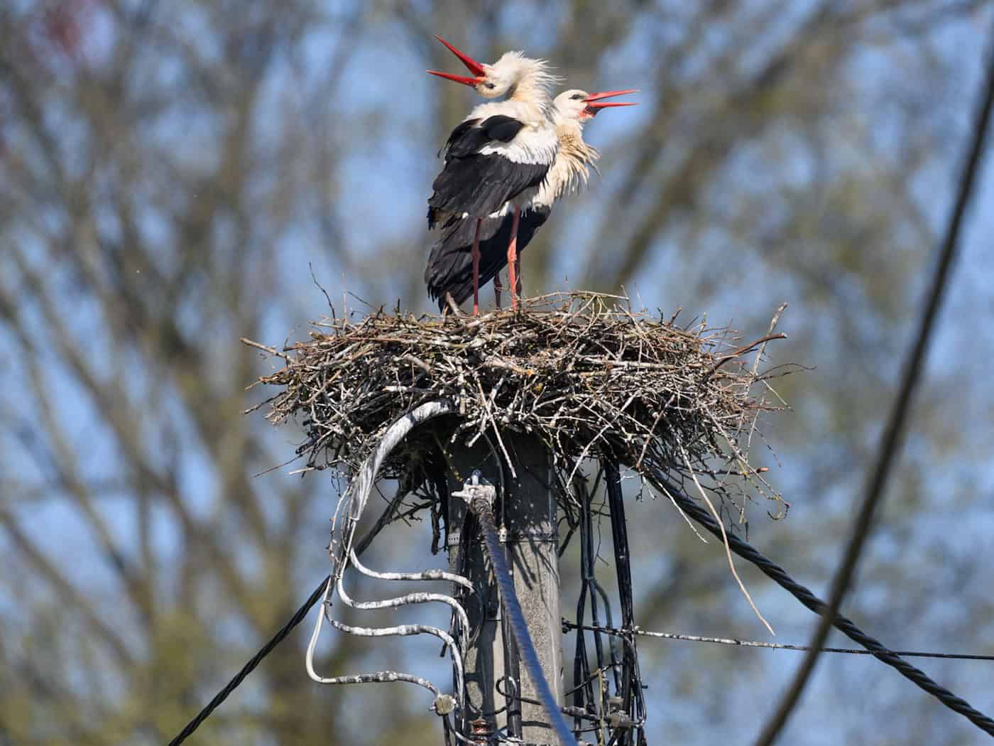 Storch «Gustav» bereitet Stromversorger Kopfzerbrechen