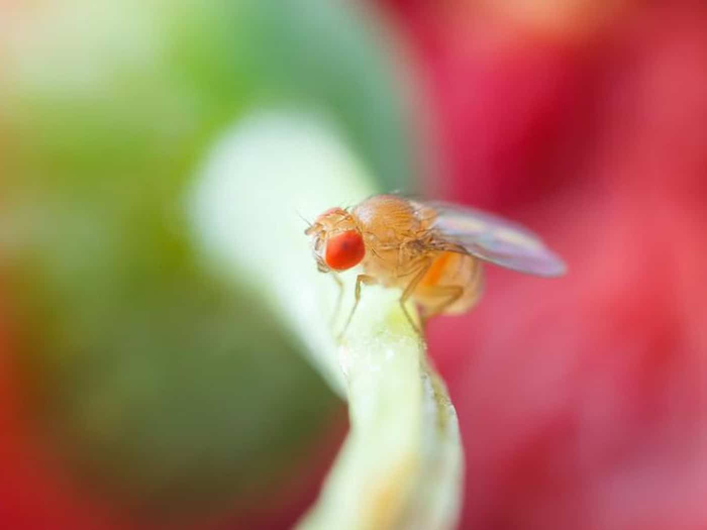 An insect as a research star: because the brain of the fruit fly is similar to the human brain in its basic principles, it provides valuable insights into the development of memories.