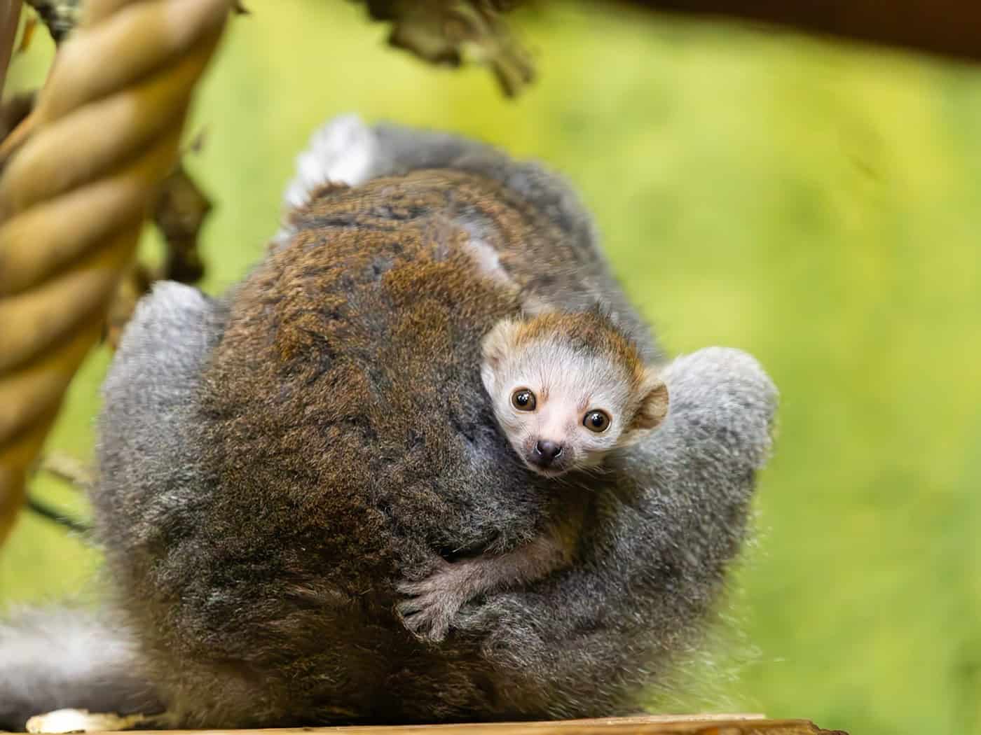 Surprising new addition to the Dresden lemurs