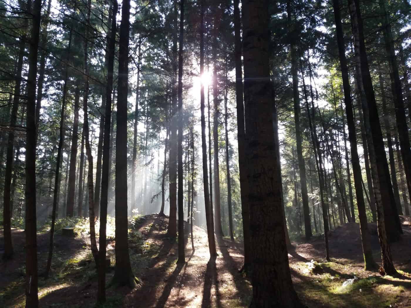 Renewable and useful: sustainably managed forests remove carbon dioxide from the atmosphere - and provide the raw material for a new climate protection cycle.