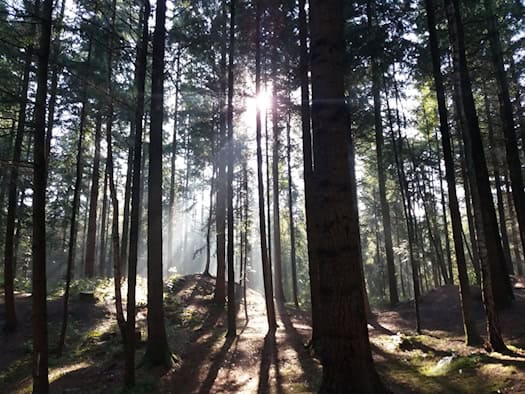 Renewable and useful: sustainably managed forests remove carbon dioxide from the atmosphere - and provide the raw material for a new climate protection cycle.