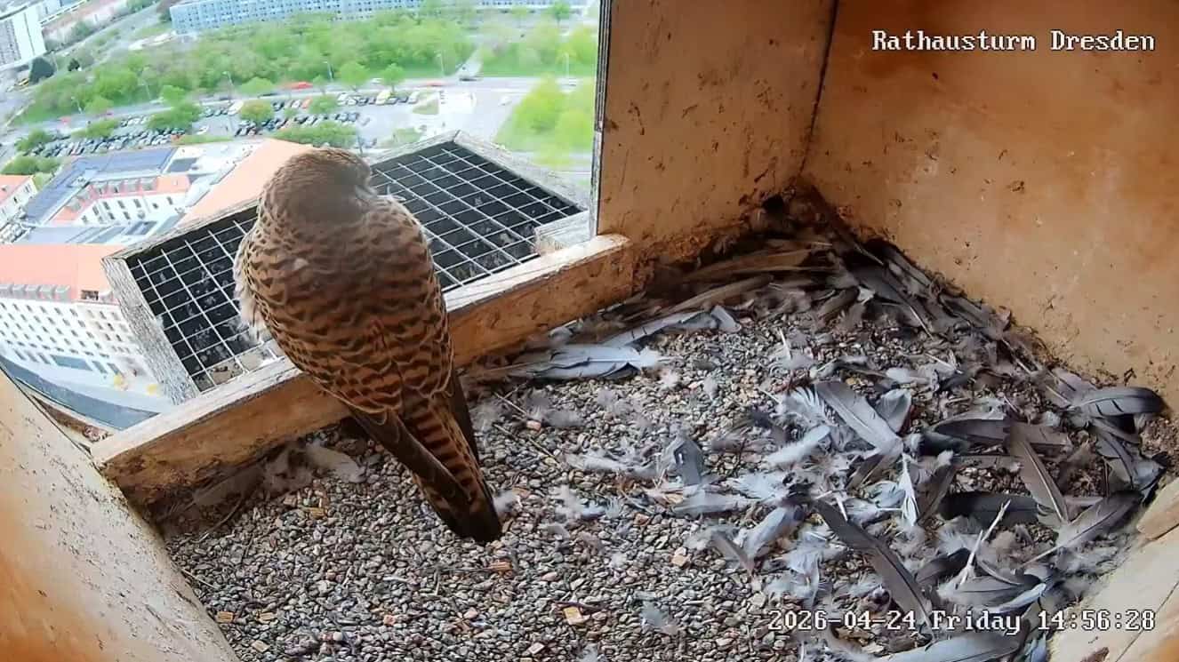Screenshot der Webcam vom Rathausturm Dresden; ein Turmfalke sitzt in einem hölzernen Nistkasten auf Kies und Federn, im Hintergrund ist die Stadt von oben zu sehen. Zeitstempel: Freitag, 24. April 2026.