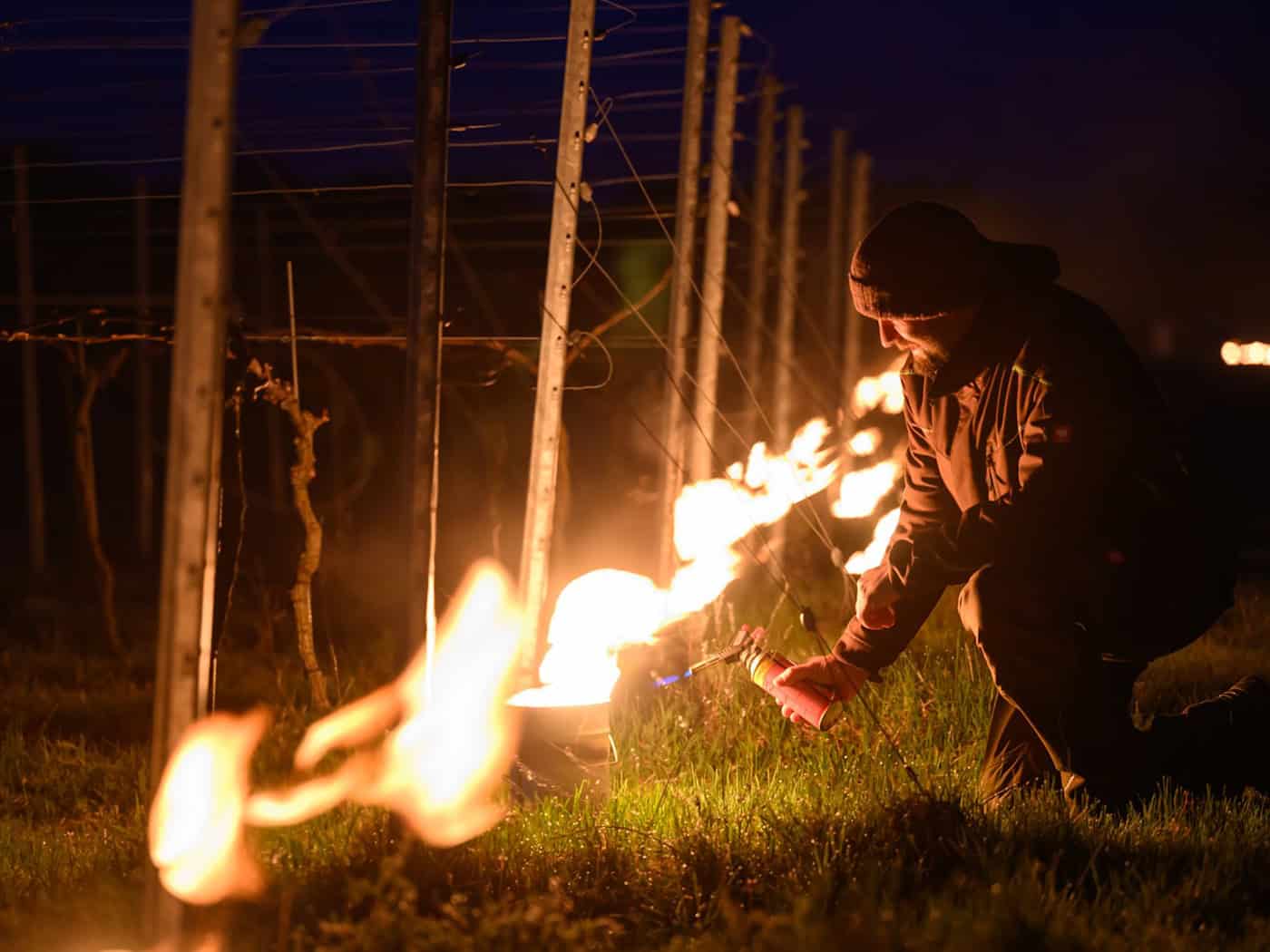 Weinbauern schützen Reben vor spätem Frost