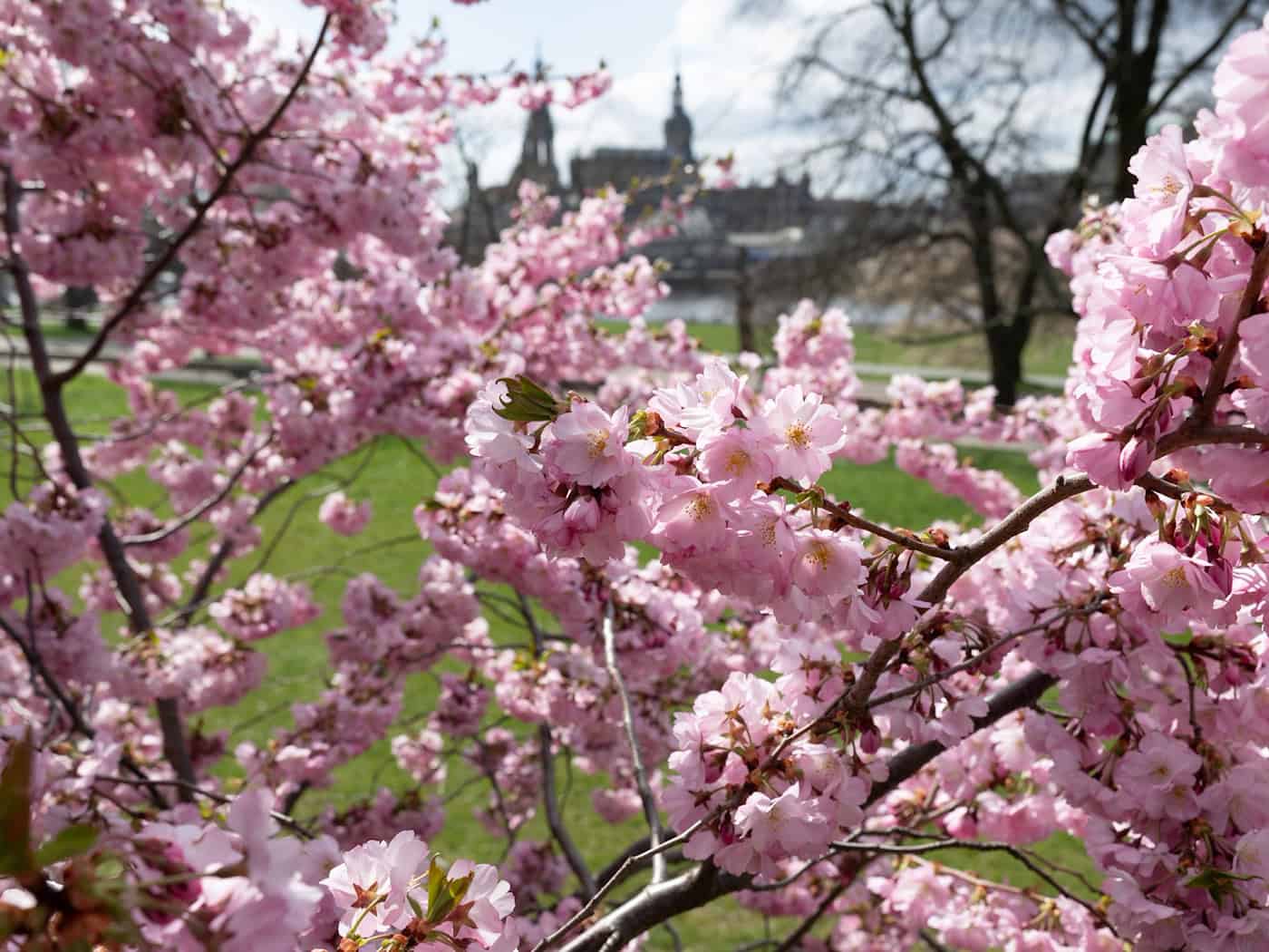 Wieder Sonne in Sachsen