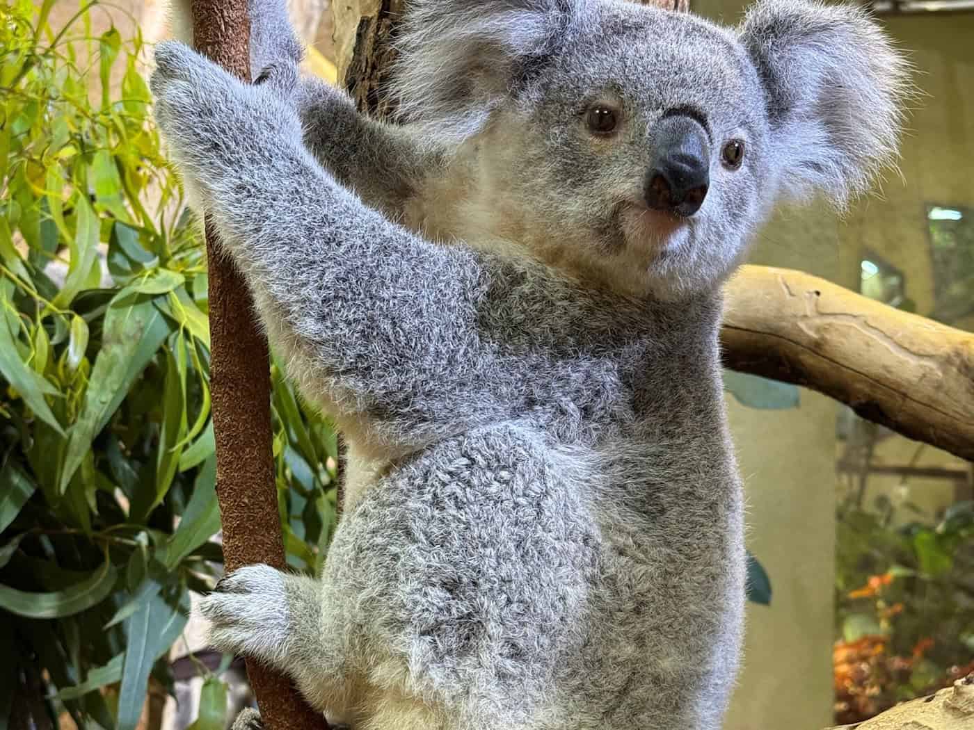 Bienvenida y despedida: Cambio de koalas en el zoo