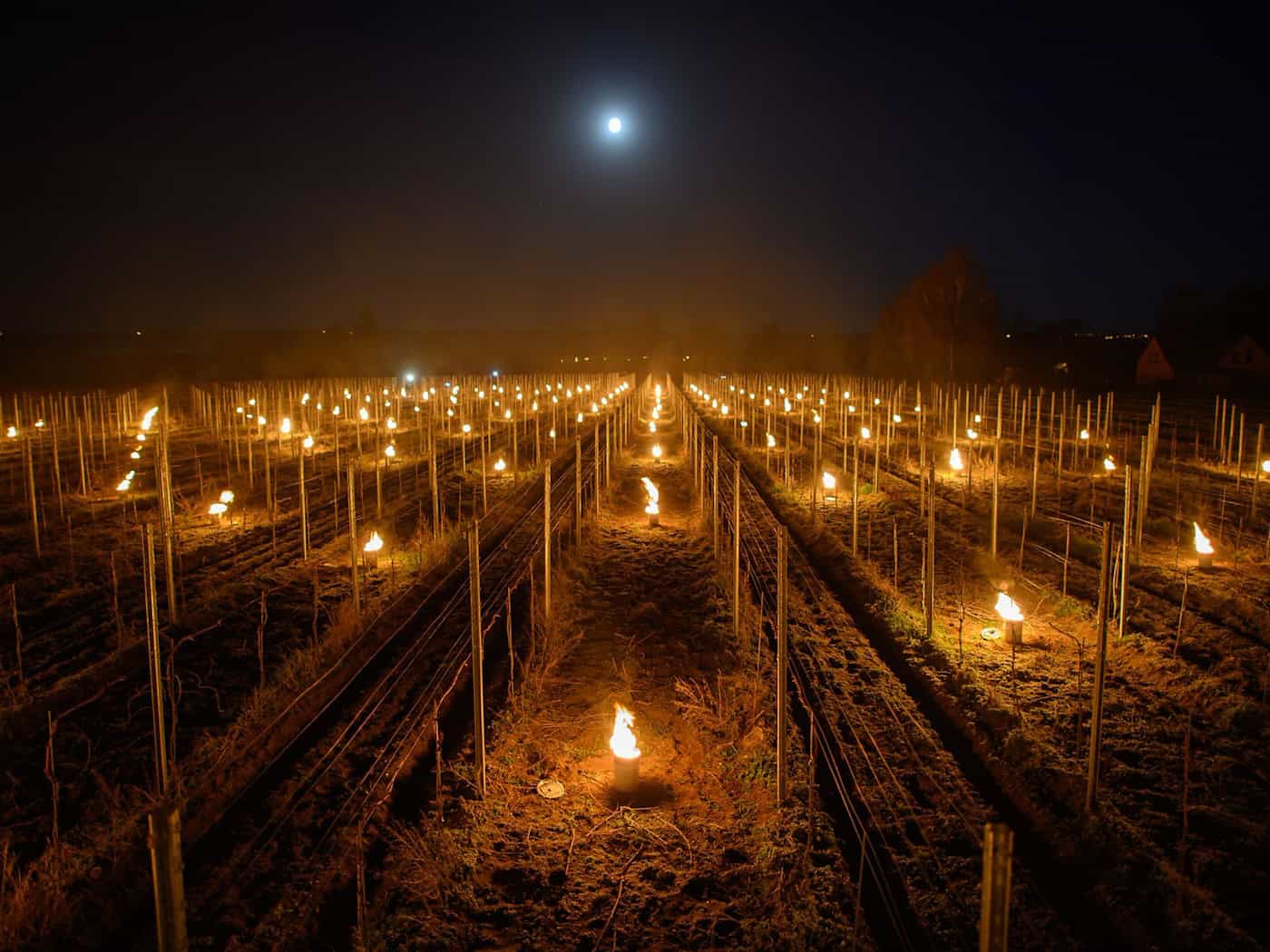 Winegrowers light fires to protect against frost damage