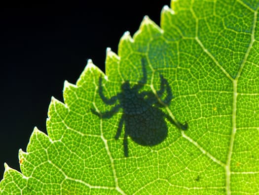 Tick season begins - TBE vaccination rate remains low