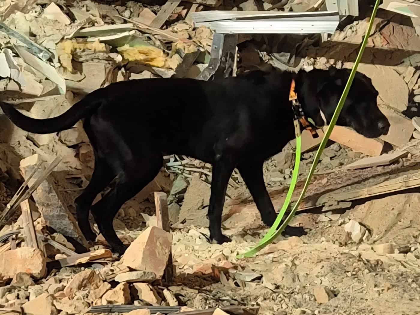 Leichenspürhunde unterstützen Rettungskräfte nach Hauseinsturz in Görlitz