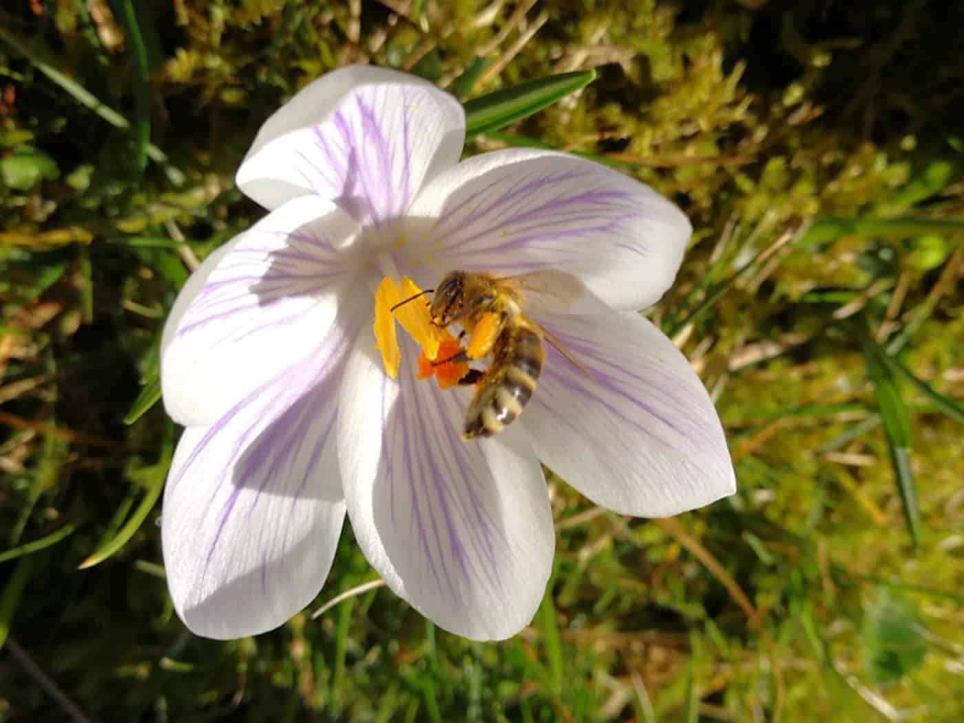 (Welt-)Bienentag im Naturschutz-Tierpark Görlitz-Zgorzelec