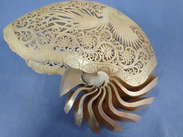 Illegaler Import von geschützten Nautilus-Muscheln – Zoll Dresden. Ein querliegendes, poliertes Gehäuse einer Nautilus-Muschel mit der charakteristischen, spiralförmigen Kammerung im Querschnitt, präsentiert auf einer grauen Oberfläche als Beschlagnahmungsobjekt des Zolls.