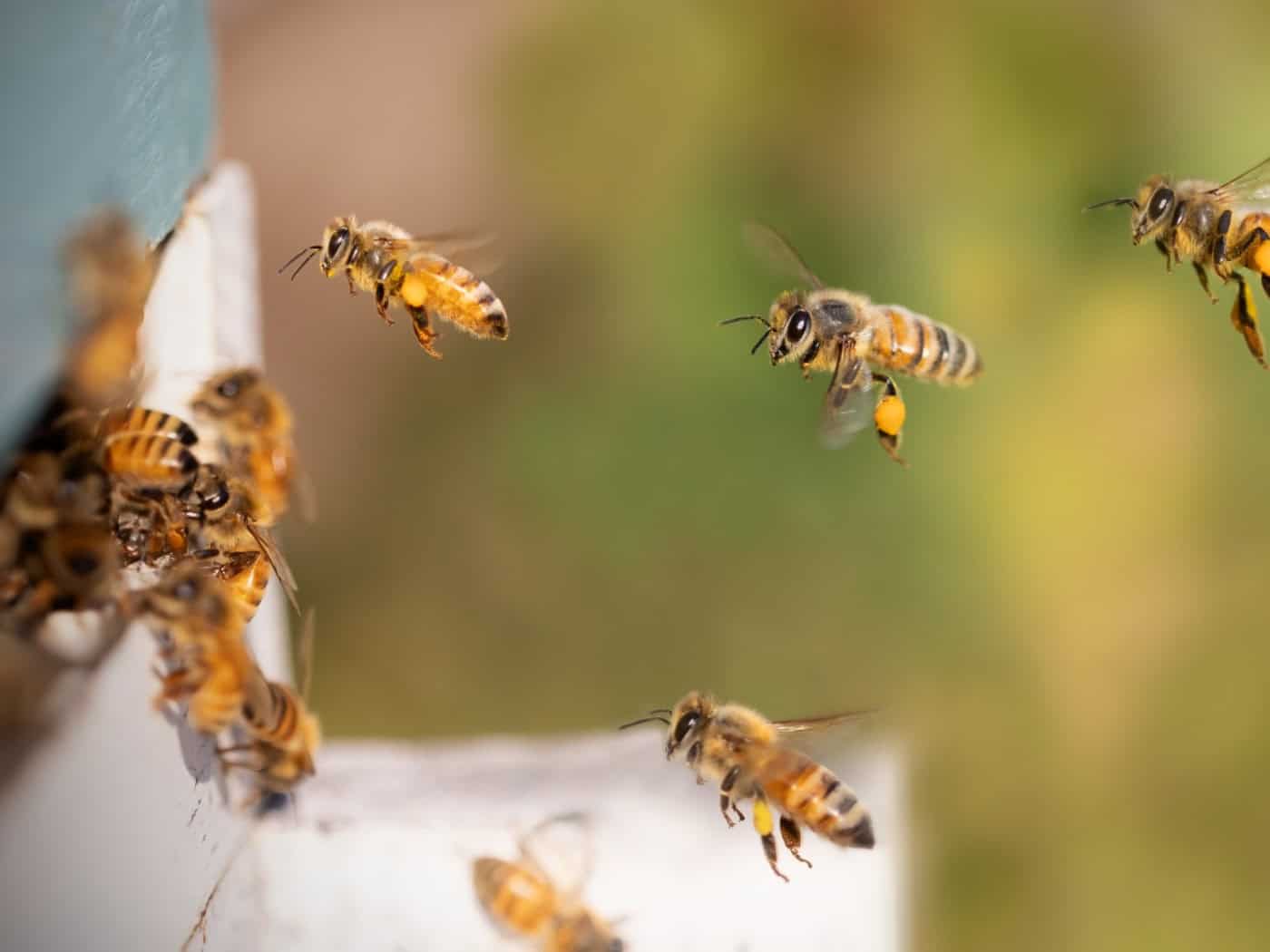 Eine Makroaufnahme von zahlreichen Honigbienen, die dicht gedrängt auf einer hölzernen Wabenstruktur in einem Bienenstock krabbeln. Die Details der Insekten und die Textur des Holzes sind deutlich erkennbar.