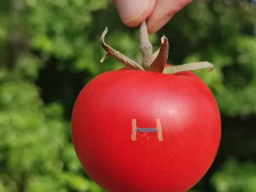 Sensor meets tomato: this is what sustainable electronics in agriculture could look like.