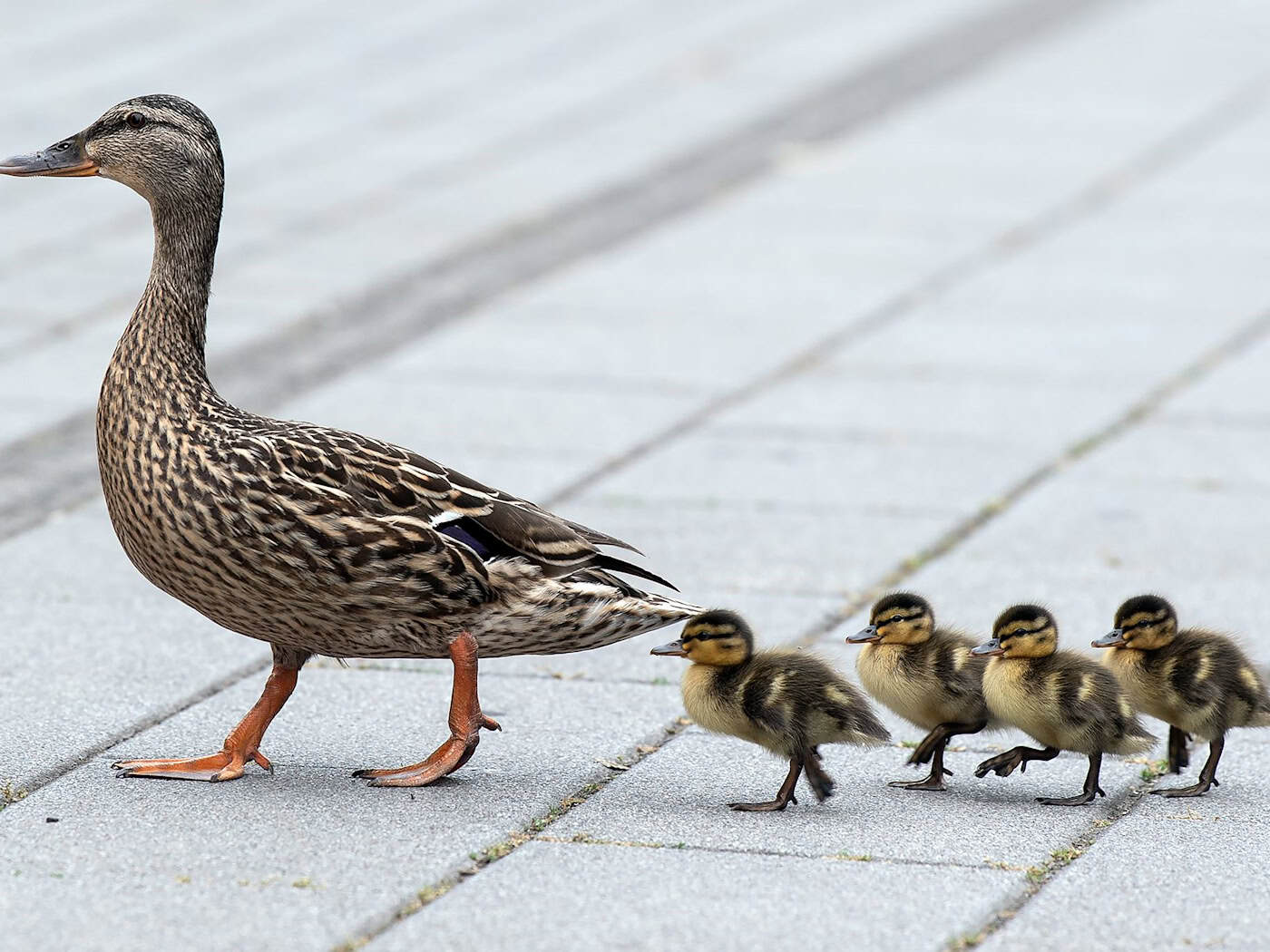Dresden fire department rescues ducklings from rainwater pipe