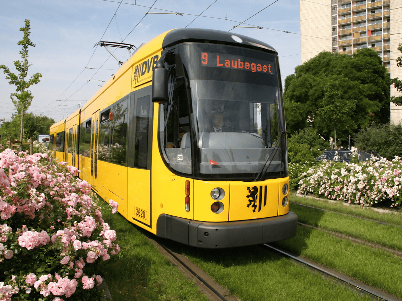 Eine gelbe Straßenbahn der DVB mit der Liniennummer 9 und dem Ziel „Prohlis“ fährt auf einem Rasengleis an blühenden rosa Rosenbüschen vorbei. Im Hintergrund ist ein helles Wohnhochhaus unter blauem Himmel zu sehen.