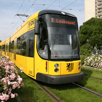 Eine gelbe Straßenbahn der DVB mit der Liniennummer 9 und dem Ziel „Prohlis“ fährt auf einem Rasengleis an blühenden rosa Rosenbüschen vorbei. Im Hintergrund ist ein helles Wohnhochhaus unter blauem Himmel zu sehen.