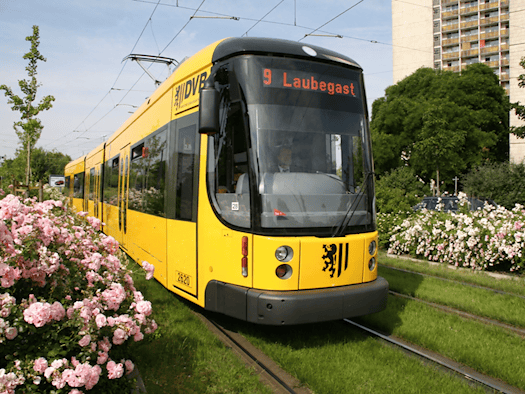 Eine gelbe Straßenbahn der DVB mit der Liniennummer 9 und dem Ziel „Prohlis“ fährt auf einem Rasengleis an blühenden rosa Rosenbüschen vorbei. Im Hintergrund ist ein helles Wohnhochhaus unter blauem Himmel zu sehen.