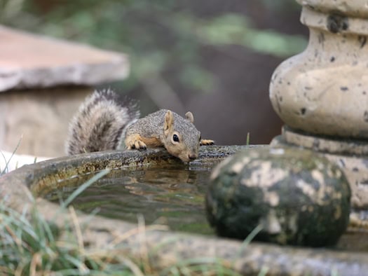 Symbolbild: Ein Eichhörnchen beugt sich über den Rand einer Steinschale, um Wasser zu trinken.