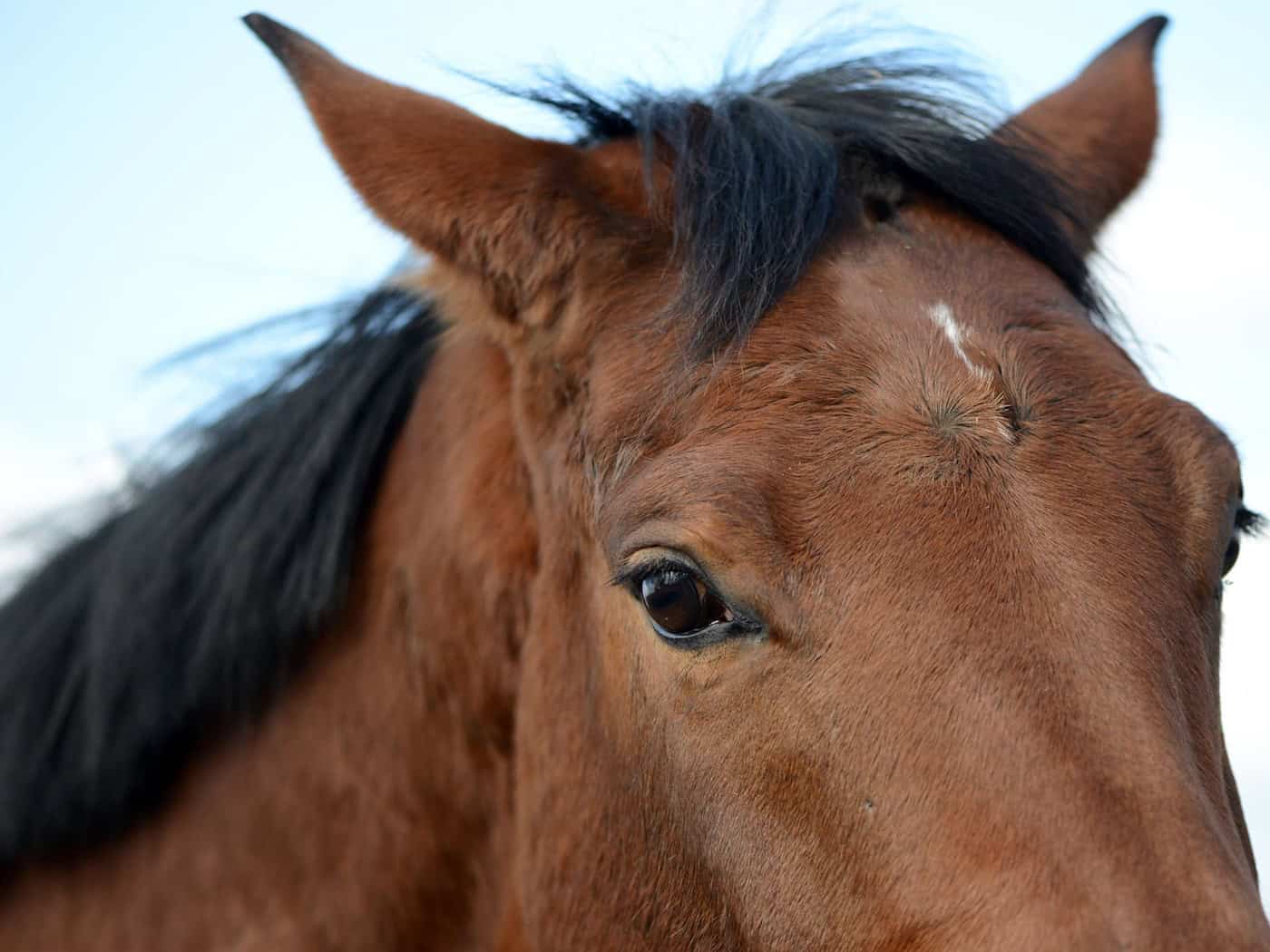 Runaway horse dies after accident with car