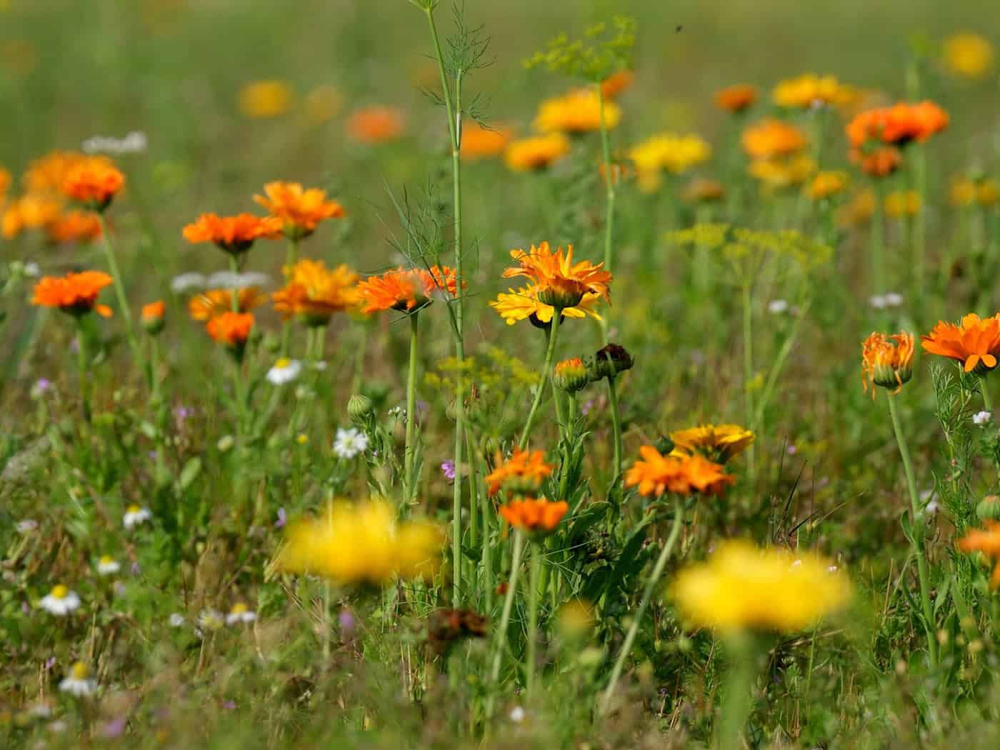 Greens see biodiversity on fields in crisis