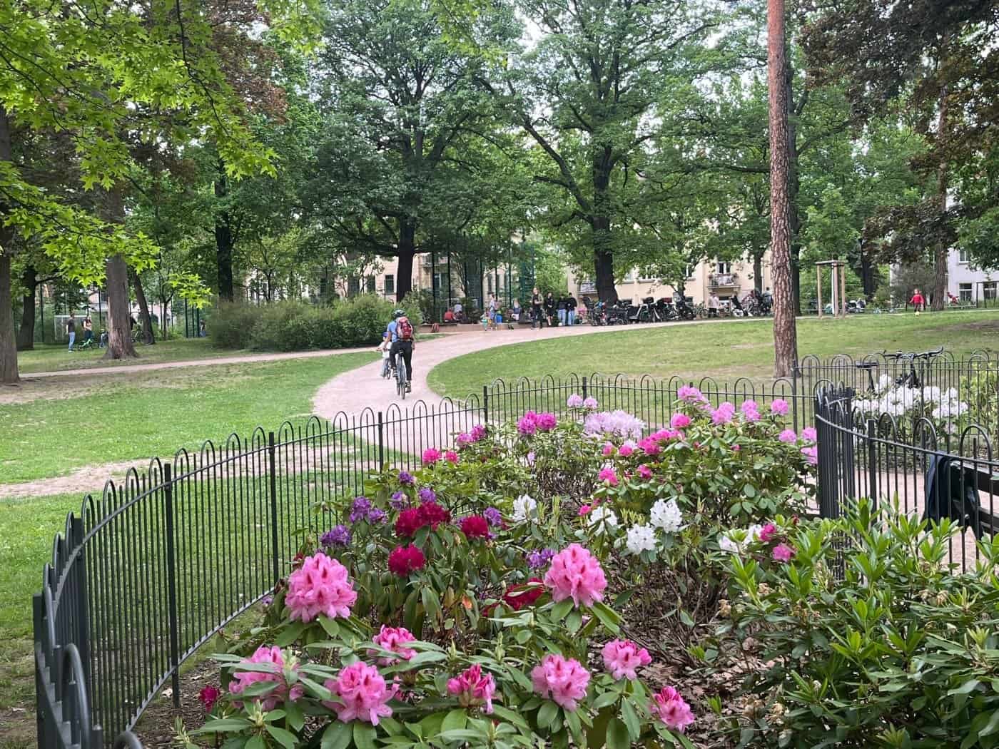 Blühende rosa und weiße Rhododendren hinter einem schwarzen Metallzaun an einem geschwungenen, neu angelegten Parkweg im Hermann-Seidel-Park in Dresden-Striesen.