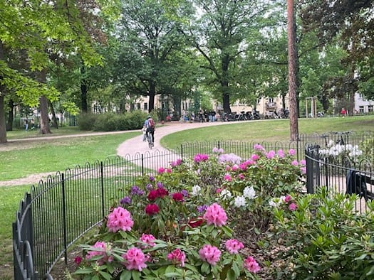 Blühende rosa und weiße Rhododendren hinter einem schwarzen Metallzaun an einem geschwungenen, neu angelegten Parkweg im Hermann-Seidel-Park in Dresden-Striesen.