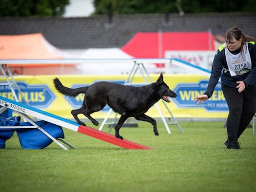 Hundesport