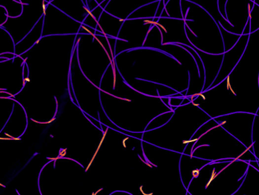 Curves, circles, straight lines - this image contains a puzzle that researchers in Dresden have now solved: Diatoms navigate even though their shell is as rigid as glass.