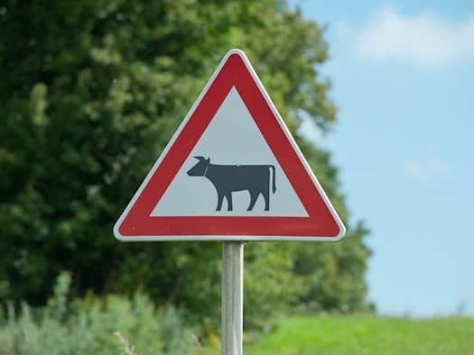 Kuh büchst aus und wandert über Straße