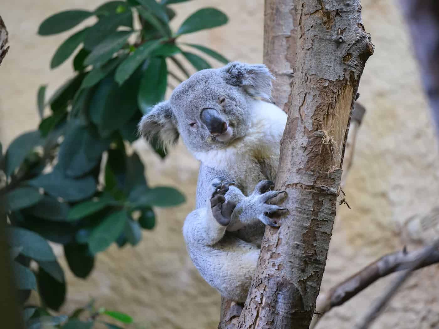 Nový samec koaly ze Severního Porýní-Vestfálska se stěhuje do drážďanské zoo