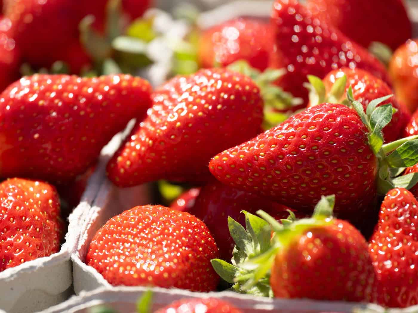 Fruit growers expect a good strawberry season