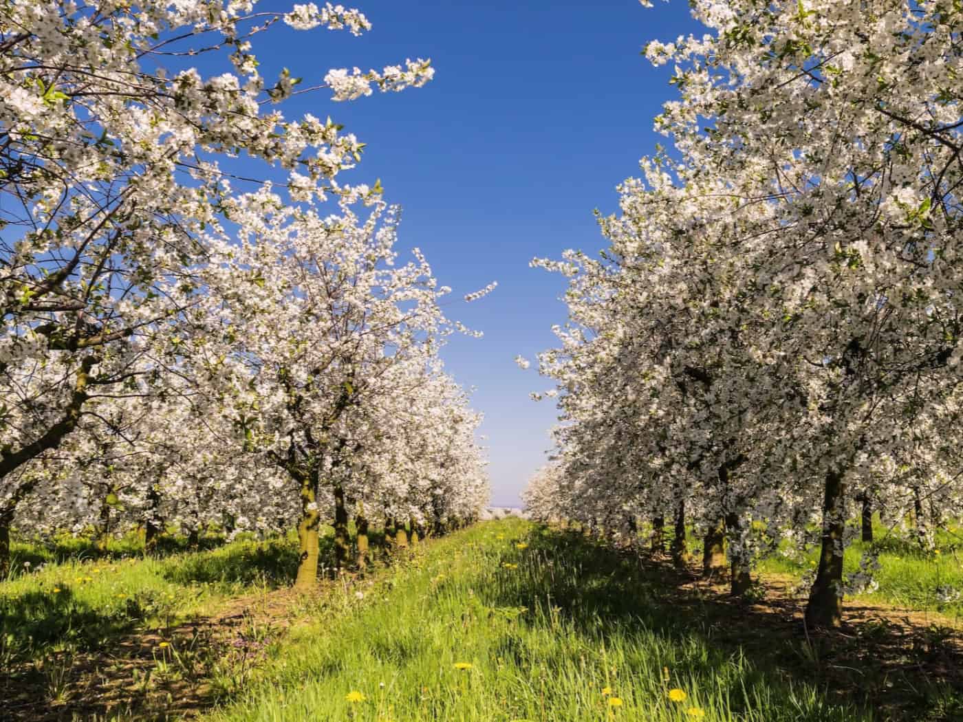 Kommen Blüten und Bestäuber nicht mehr gleichzeitig, bleibt die Ernte aus. Forschende aus Leipzig, Jena und Halle untersuchen, warum der Klimawandel die Natur aus dem Takt bringt.