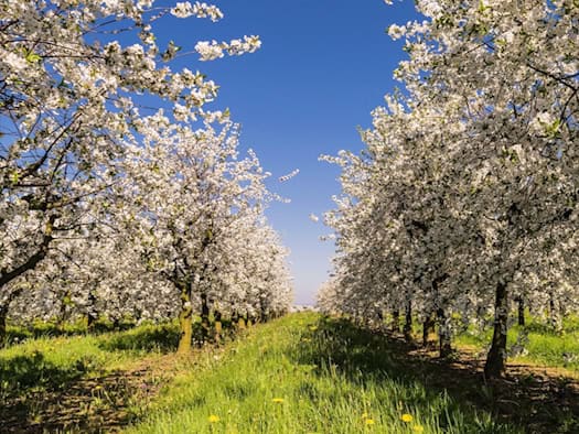 Kommen Blüten und Bestäuber nicht mehr gleichzeitig, bleibt die Ernte aus. Forschende aus Leipzig, Jena und Halle untersuchen, warum der Klimawandel die Natur aus dem Takt bringt.