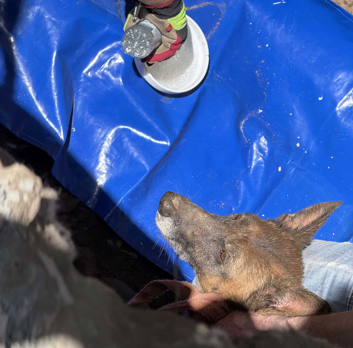 Die belgische Schäferhündin „Mara“ wurde nach ihrer Rettung aus dem Rohr wohlbehalten aus der Grube gehoben.
