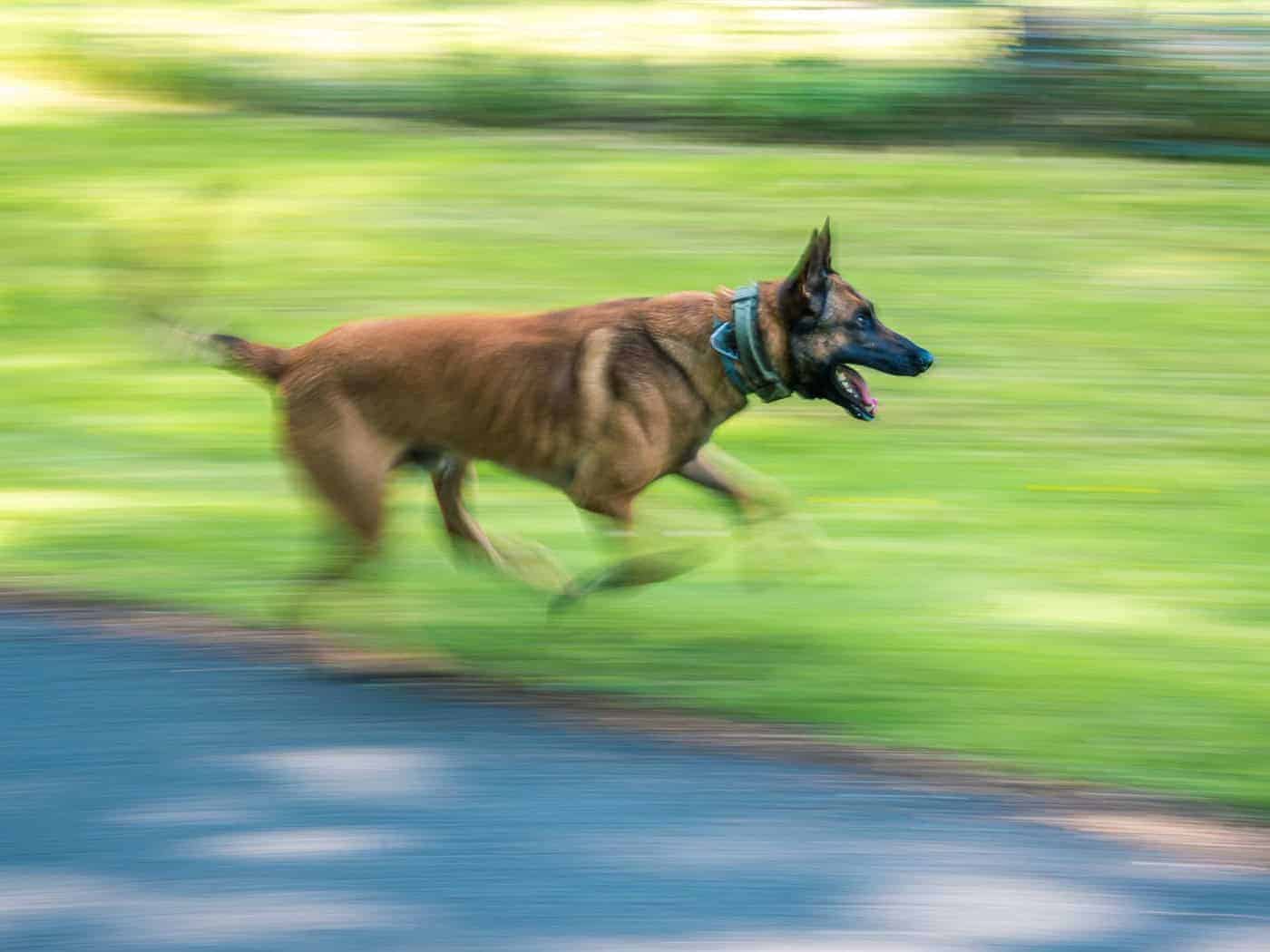 Shepherd dog rescued from pipe