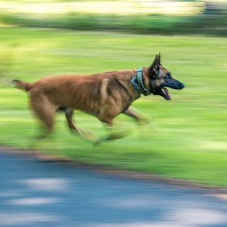 Schäferhund aus Rohr gerettet