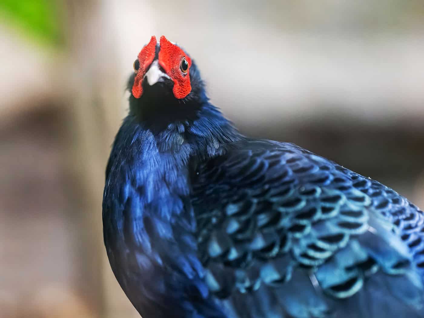 Rare pheasants released into the wild in Vietnam - Chemnitz involved