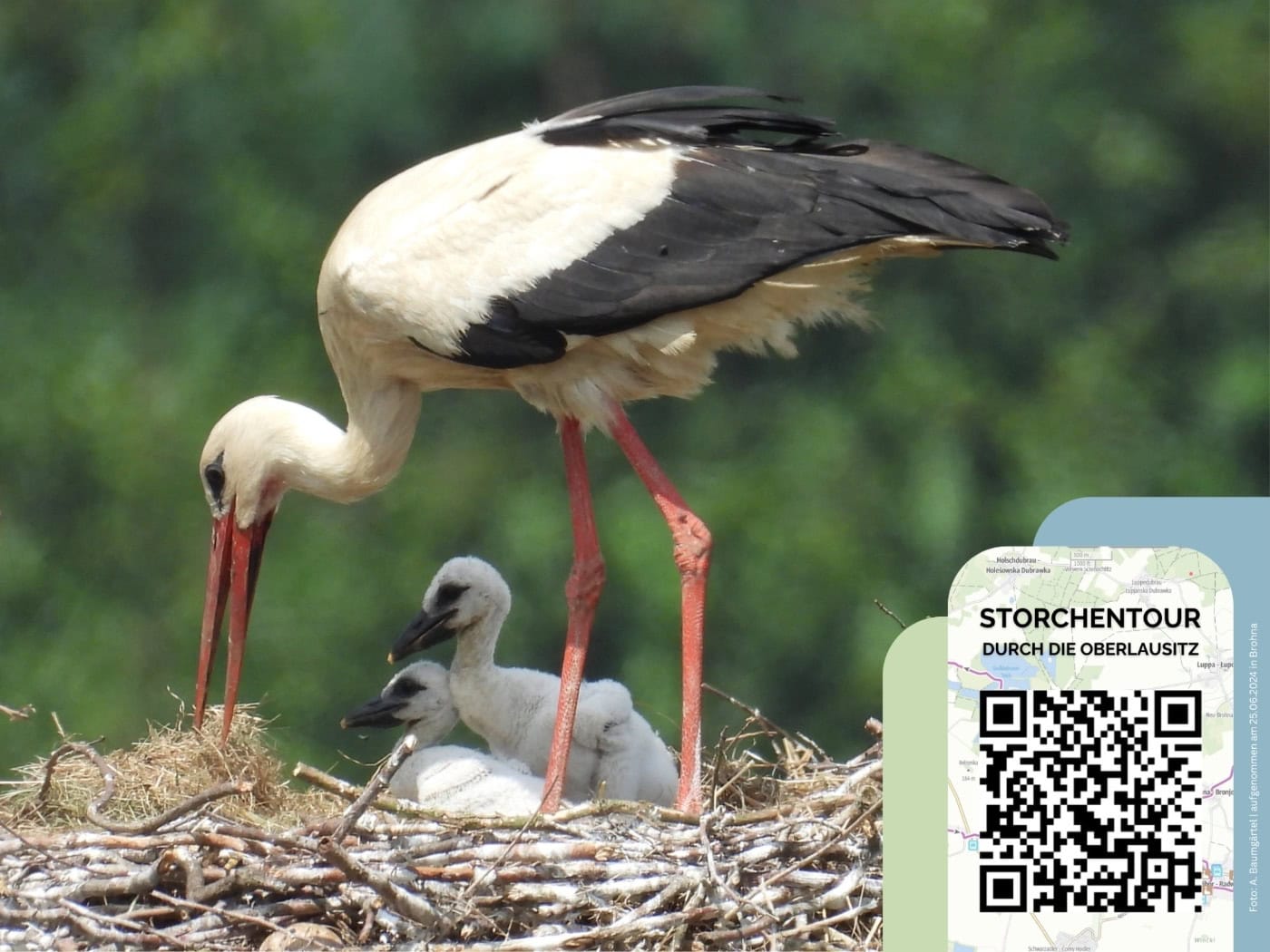 Storchennest