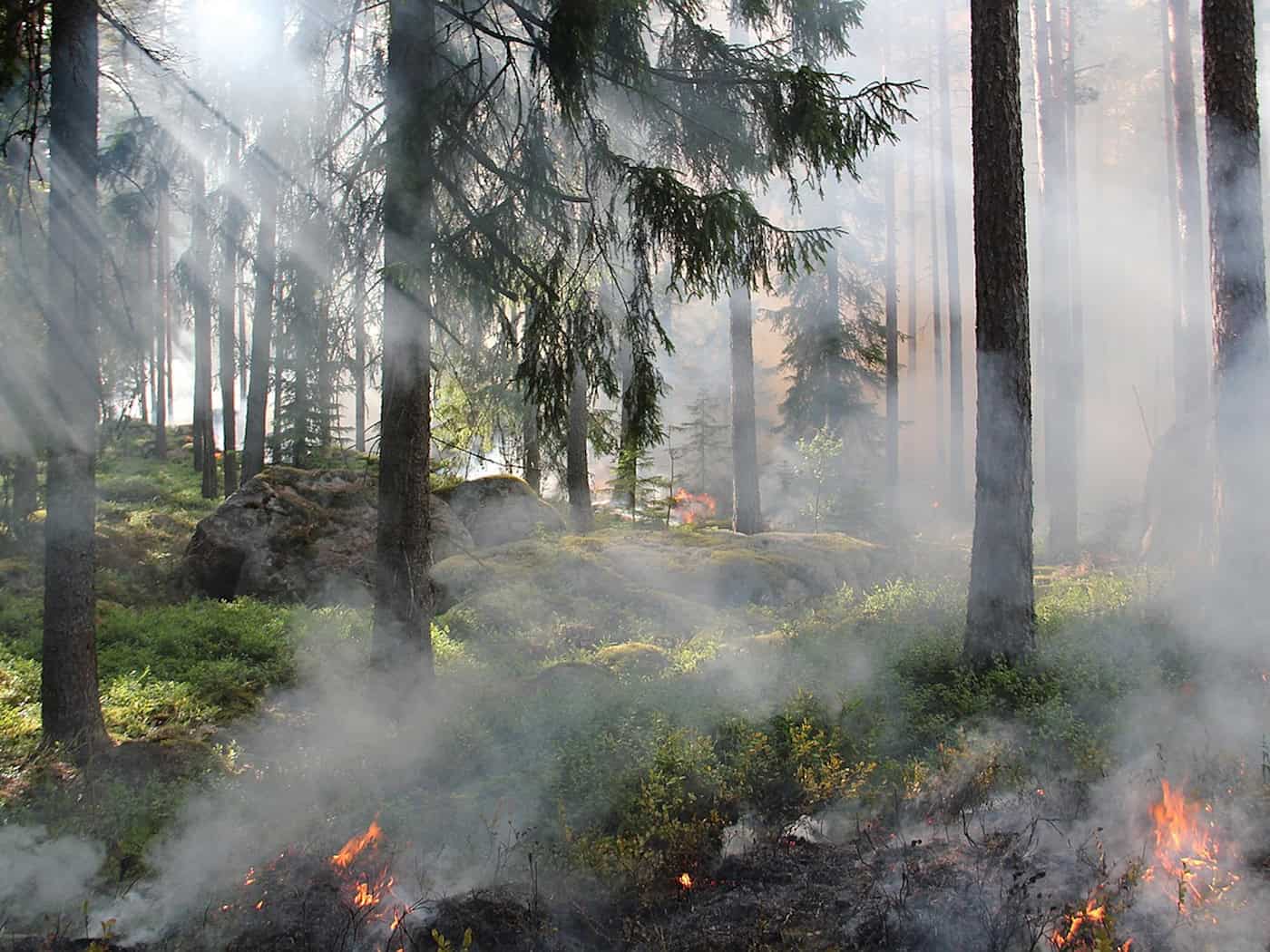 Waldbrände in Coswig und Thiendorf