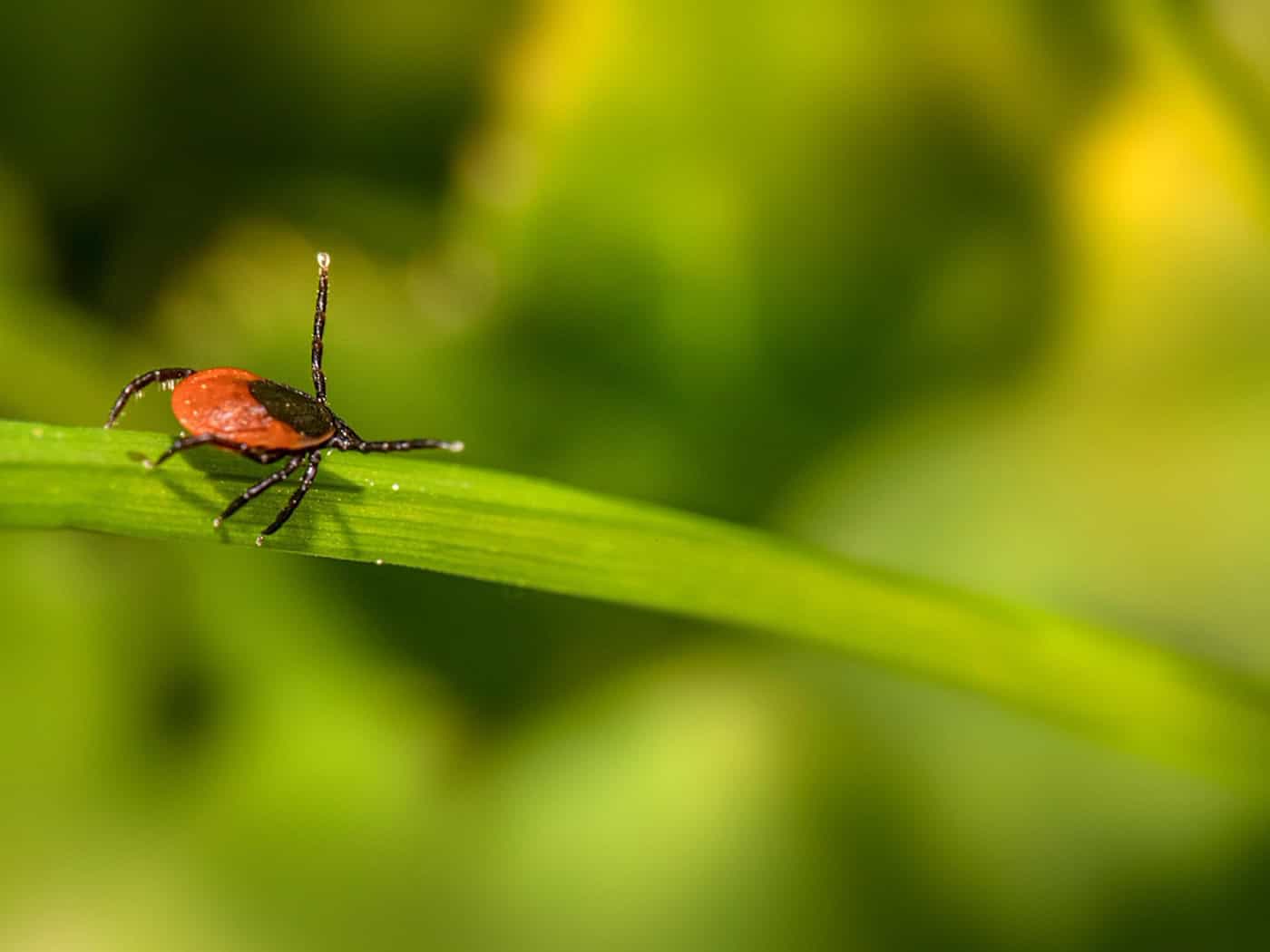 Zeckensaison in Tschechien: Experten warnen auch in Städten