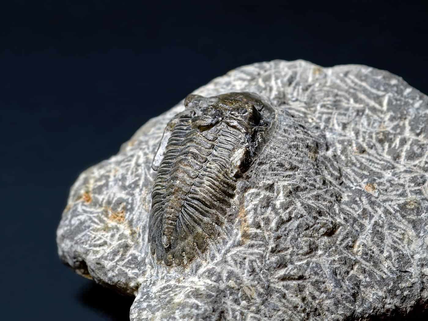 Fossilienfund bei Arbeiten an Prager Metro