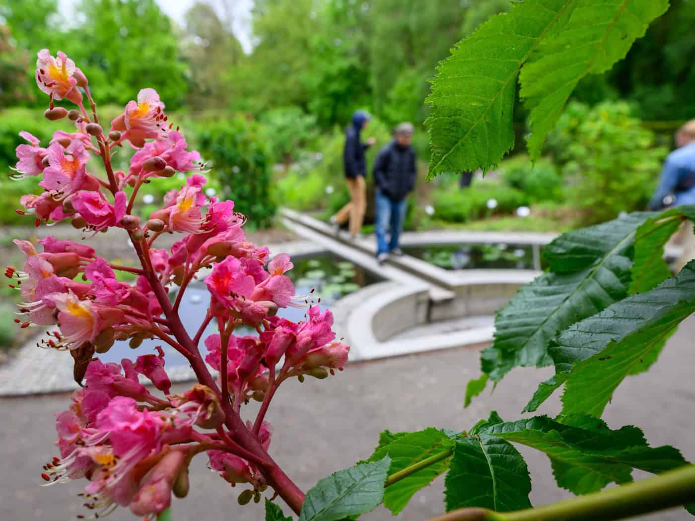 Poisonous plants and mountain flowers: special gardens in Saxony