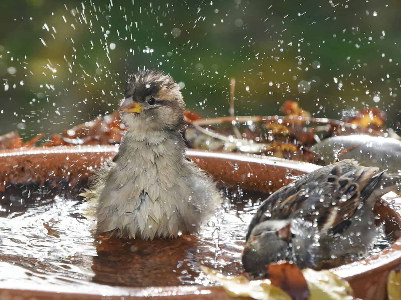 Fewer sparrows sighted in Saxony