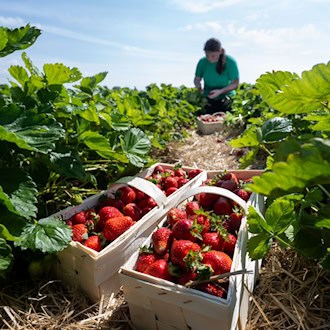Wer pflückt die Erdbeeren? Bauern ringen um Saisonkräfte